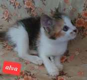 Alva2