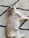 Babelutte
