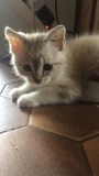 Babelutte2