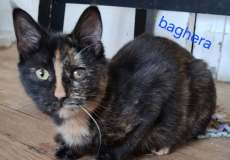 Baghera