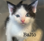 Balto