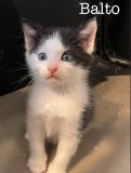 Balto2