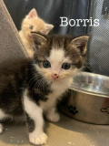 Borris
