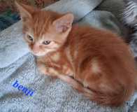 Benji