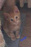 Benji2