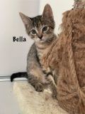 Bella2