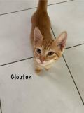 Glouton