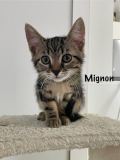 Mignon1