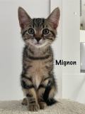 Mignon2