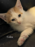 Colza1