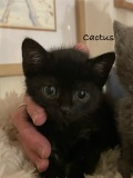 Cactus2