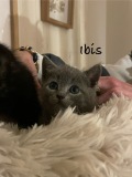 Ibis2
