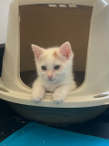 Calico1