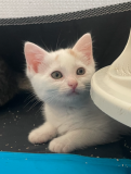 Calico2