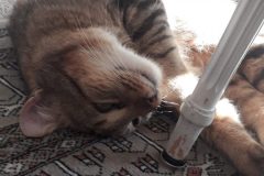 calin-e1556717858743