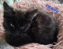 Candy1