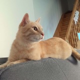 1_Caramel1
