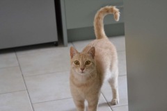 Caramel