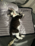 Figaro2