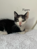 Figaro3
