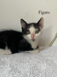 Figaro4
