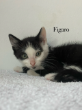 Figaro5