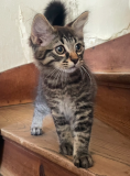 Cassius1