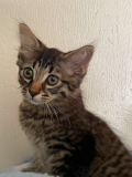 Cassius3