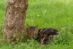 letigredesperdrieres