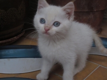 Chaykoh_chaton_2