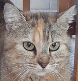 Chipie1