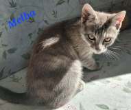 Melba2