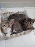 Diva-et-Mirabelle