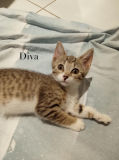 Diva