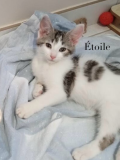 Etoile