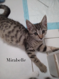 Mirabelle