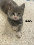 Don