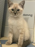 Sonny
