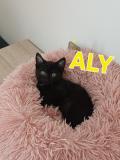 Aly2