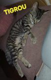 Tigrou1
