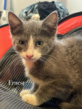 Ernest1