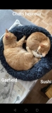 Screenshot_20220210_133310_com.android.gallery3d