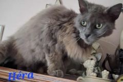 Hera1