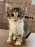 Ginny1