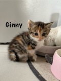 Ginny2