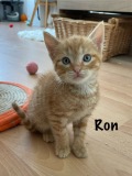 Ron1