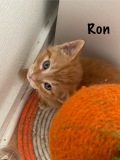 Ron2