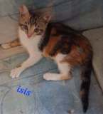 Isis3