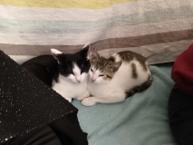 529aff2d-d212-4499-ac04-3d167207299e-1_all_5726