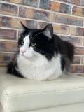 Kat4